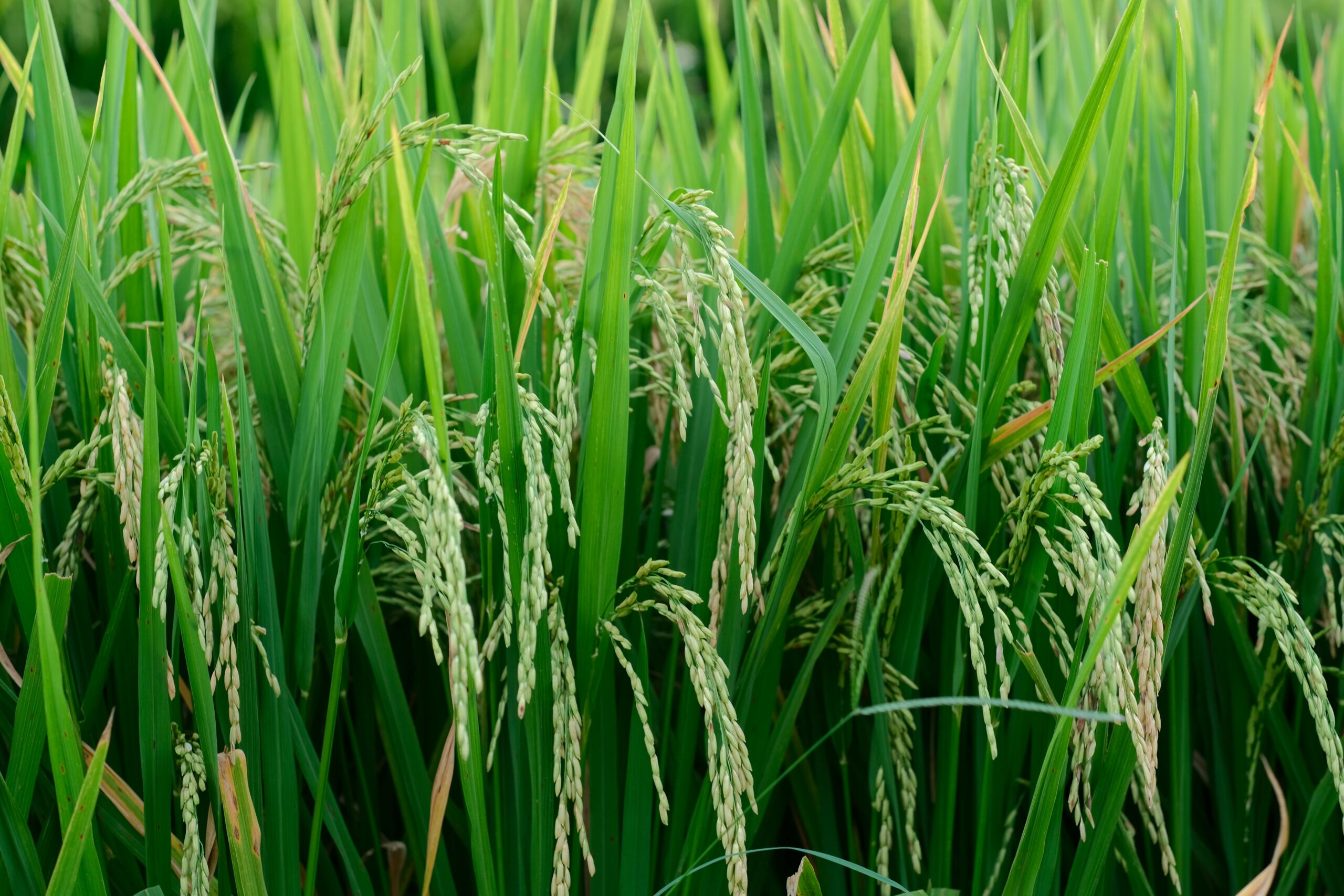 pexels-duc-anh-nguyen-63701176-8289984