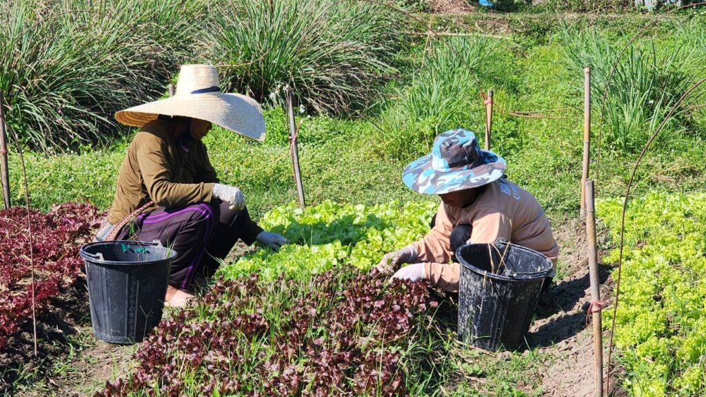 เกษตรกรปลูกผัก