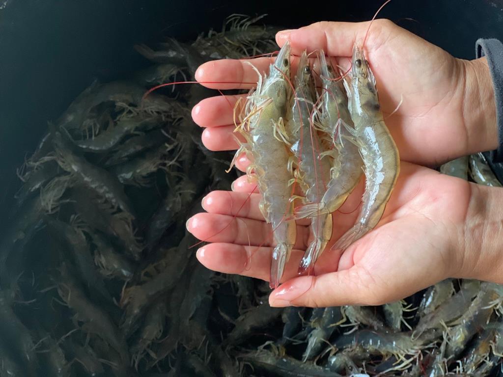 สมาคมกุ้งไทย ชี้ ภาษีทรัมป์ 15%