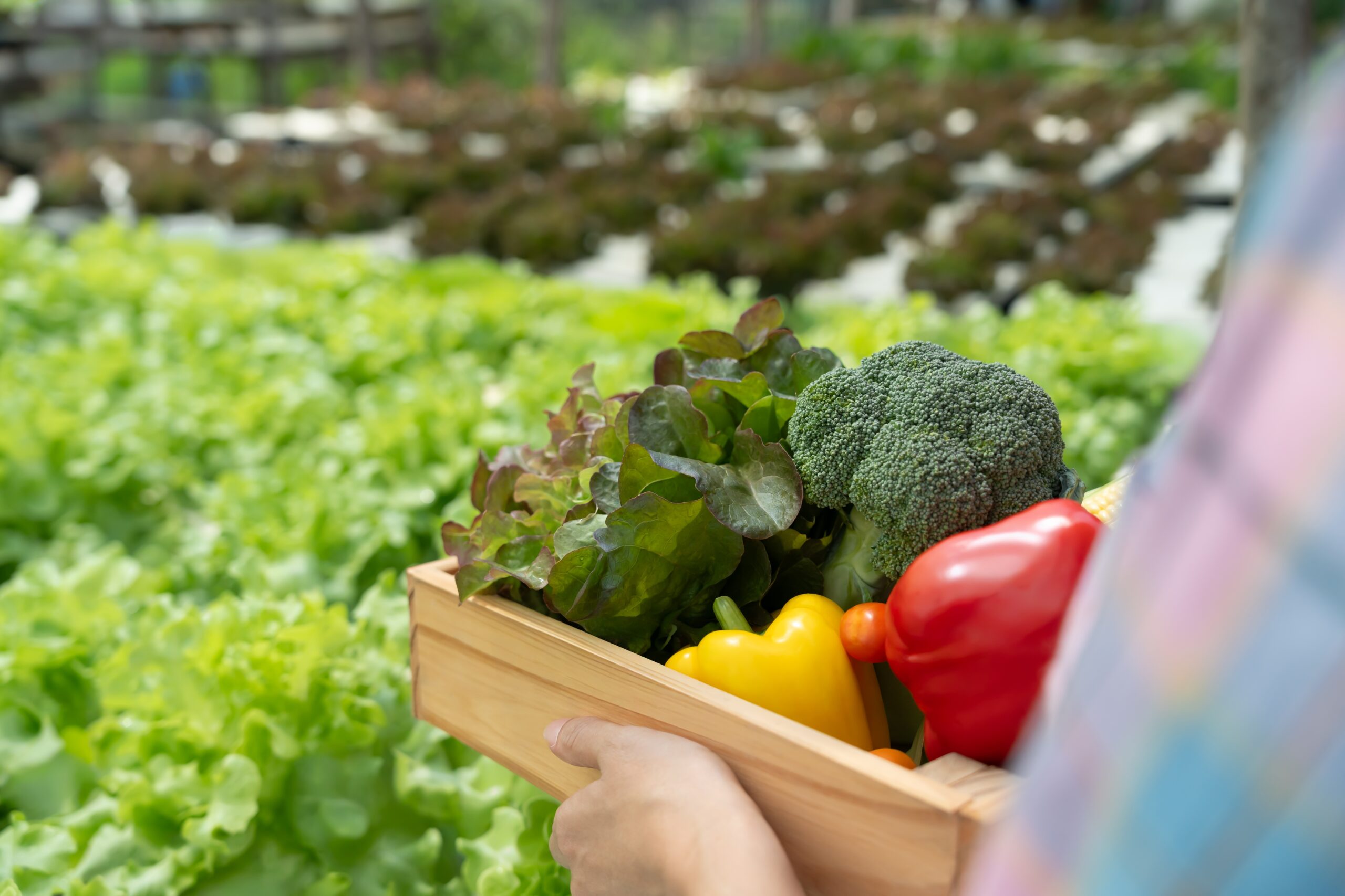 Organic,Farming,,Salad,Farm.,Farmers,Harvest,Salad,Vegetables,Into,Wooden