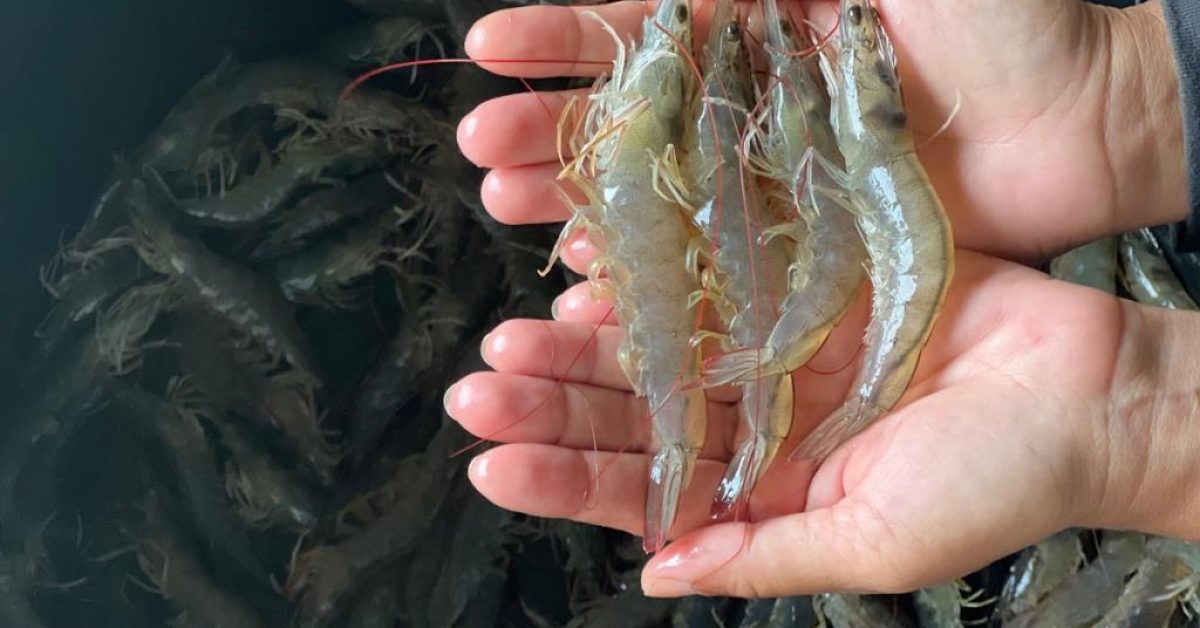 สมาคมกุ้งไทย ชี้ ภาษีทรัมป์ 15%