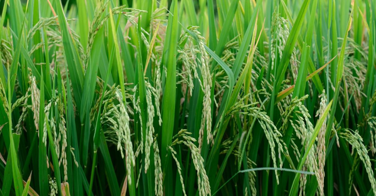 pexels-duc-anh-nguyen-63701176-8289984